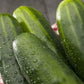 Heirloom Organic Straight Eight Cucumber Seeds
