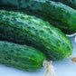 Heirloom Organic Straight Eight Cucumber Seeds