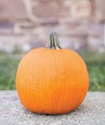 Heirloom Organic Cherokee Tan Bush Pumpkin Seeds