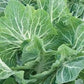 Heirloom Organic Early Hanover Kale Seeds