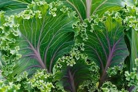 Heirloom Organic Red Russian Kale Seeds