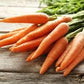 Organic Long Imperator Carrot Seeds