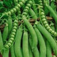 Heirloom Organic Lincoln Homesteader Pea Seeds