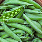 Heirloom Organic Lincoln Homesteader Pea Seeds