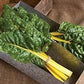 Heirloom Organic Golden Sunrise Swiss Chard Seeds