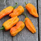 Heirloom Organic Orange Pepperoncini (Very Old Italian Pepper) Seeds