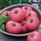 Organic Big Pink Tomato Seeds