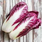 Heirloom Organic Early Treviso Radicchio Seeds