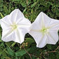 Heirloom Organic MoonFlower Vine Seeds
