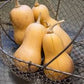 Heirloom Organic Winter Squash Butterbush Squash Seeds