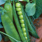 Heirloom Organic Easy Peasy Peas / English Pea Seeds