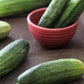 Heirloom Organic Spacemaster Bush-Type Cucumber Seeds