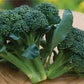 Organic Heirloom Sun King Broccoli Seeds
