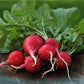 Organic Heirloom Crimson Giant Radish Seeds