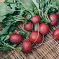 Organic Heirloom Crimson Giant Radish Seeds