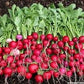 Organic Heirloom Crimson Giant Radish Seeds