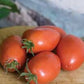 Heirloom Organic Big Mama Tomato Seeds