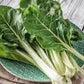Organic Heirloom Large Ribbed Dark Green Swiss Chard Seeds