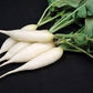 Heirloom Organic Short Top White Icicle Radish Seeds