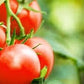 Heirloom Organic Heirloom Organic Tumbler Tomato Seeds (The Best Tomato On Earth For Hanging Baskets)