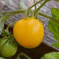 Organic Heirloom Yellow Perfection Tomato Seeds