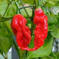 GHOST PEPPER Pepper Seeds (Aka Naga Viper Chili, Snake Pepper, Bhut Jolokia Hot Pepper)
