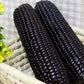 RARE  (NATIVE AMERICAN) Heirloom Organic Black Aztec Corn Seeds (Black Mexican Corn) Seeds