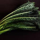 Heirloom Organic Black Magic Lacinato Kale Seeds