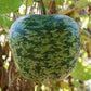 RARE Heirloom Organic Apple Gourd Seeds