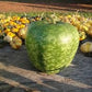 RARE Heirloom Organic Apple Gourd Seeds