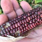 RARE Heirloom Organic Peruvian purple Corn Seeds (Maiz Morado or Incan Ceremonial Maiz)