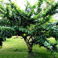 RARE Organic Heirloom Calabash Fruit Tree Seeds