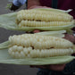 RARE Heirloom Organic Incan Cuzco Maize Seeds !!!WORLD'S LARGEST!! Giant White Peruvian Sweet Corn Seeds