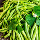Organic Heirloom Top Crop Bush Bean Garden Seeds