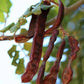 Rare Organic Carob Tree Seeds (Locust Bean Tree/ St. John's Bread Tree)