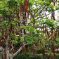 Rare Organic Carob Tree Seeds (Locust Bean Tree/ St. John's Bread Tree)