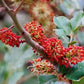 Rare Organic Carob Tree Seeds (Locust Bean Tree/ St. John's Bread Tree)