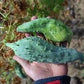 Rare Organic Heirloom Caigua Seeds (Aka Slipper Gourd, Achocha,  Cyclanthera pedata, stuffing cucumber)