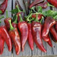 Organic Pueblo Hot Pepper Seeds