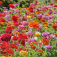 Organic Heirloom State Fair Zinnia Flower Seed Mix