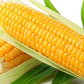 Heirloom Organic Golden Cross Bantam Sweet Corn Seeds