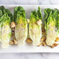 Organic Heirloom Little Caesar Lettuce Seeds