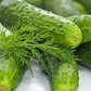Organic Heirloom Poinsett 76 Cucumber Seeds