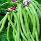 RARE ENDANGERED Cynthia Bean (COWPEA) Seeds Extremely Rare Endangered Plant Species