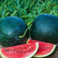 Organic Heirloom Blacktail Mountain Watermelon Seeds