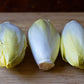 Heirloom Organic Salad King Endive Seeds