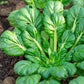 Heirloom Organic Tatsoi Mustard Greens Seeds