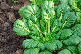 Heirloom Organic Tatsoi Mustard Greens Seeds