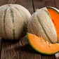 Heirloom organic Delicious 51 Cantaloupe Seeds