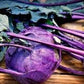 Heirloom Organic Azur Star Kohlrabi Seeds